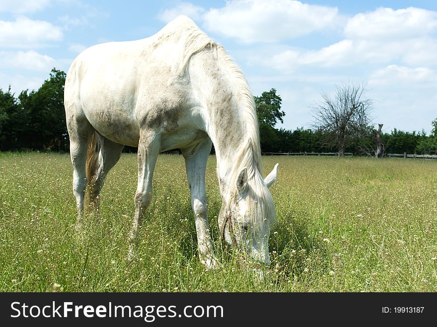 Beautiful Horse in a Green Meadow in sunny day