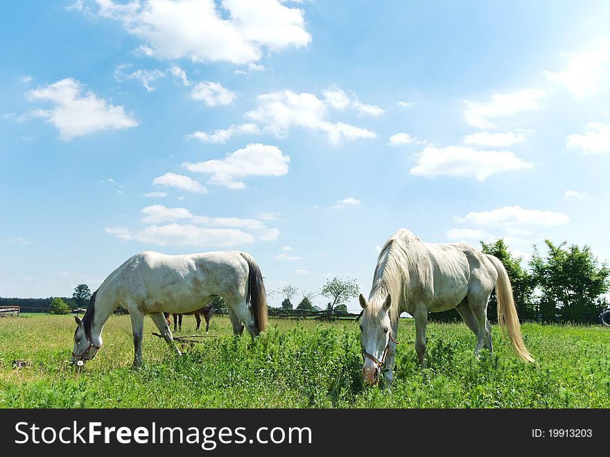 Beautiful Horse in a Green Meadow in sunny day