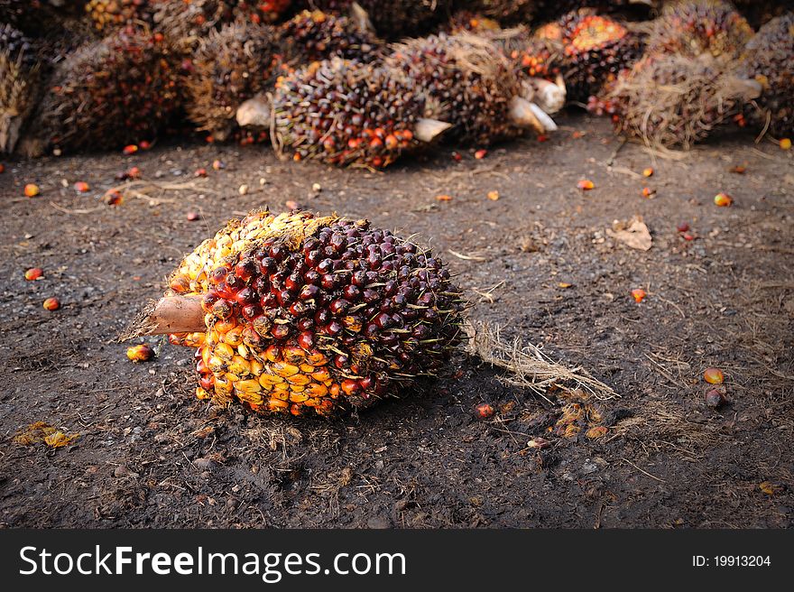 Palm Oil Fruits