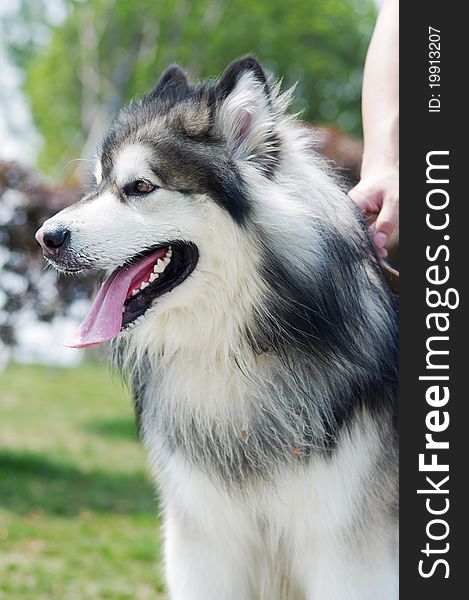 Alaskan Malamute Dog