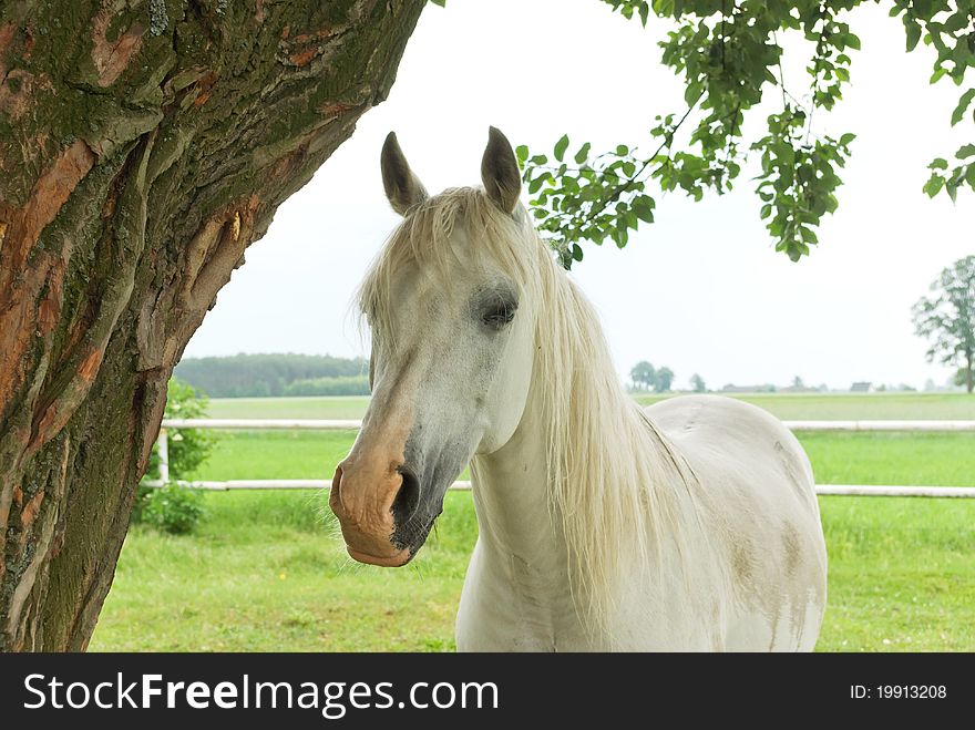 Beautiful Horse in a Green Meadow in sunny day