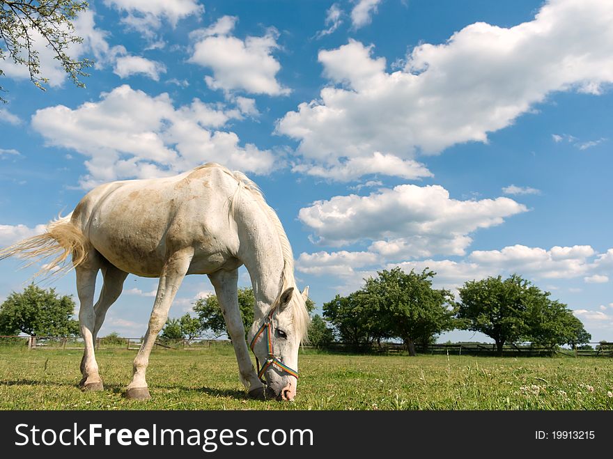 Beautiful Horse in a Green Meadow in sunny day