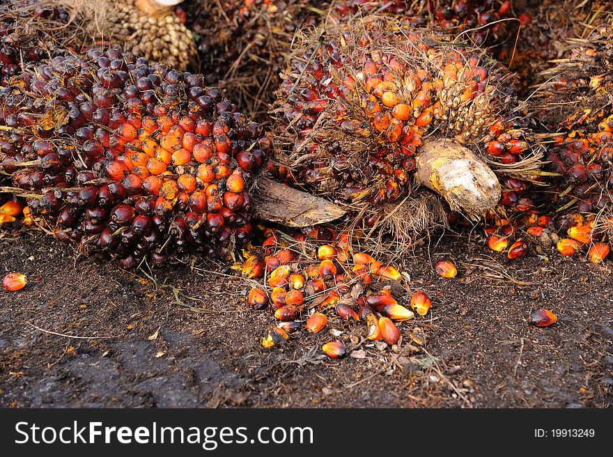 Palm Oil fruits
