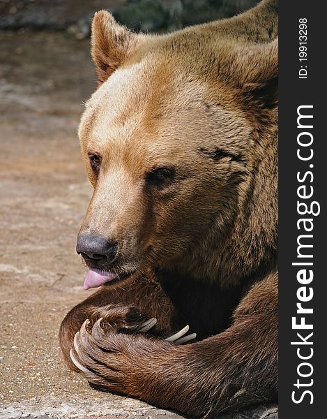 Portrait of a brown bear in a zoo Bratislava