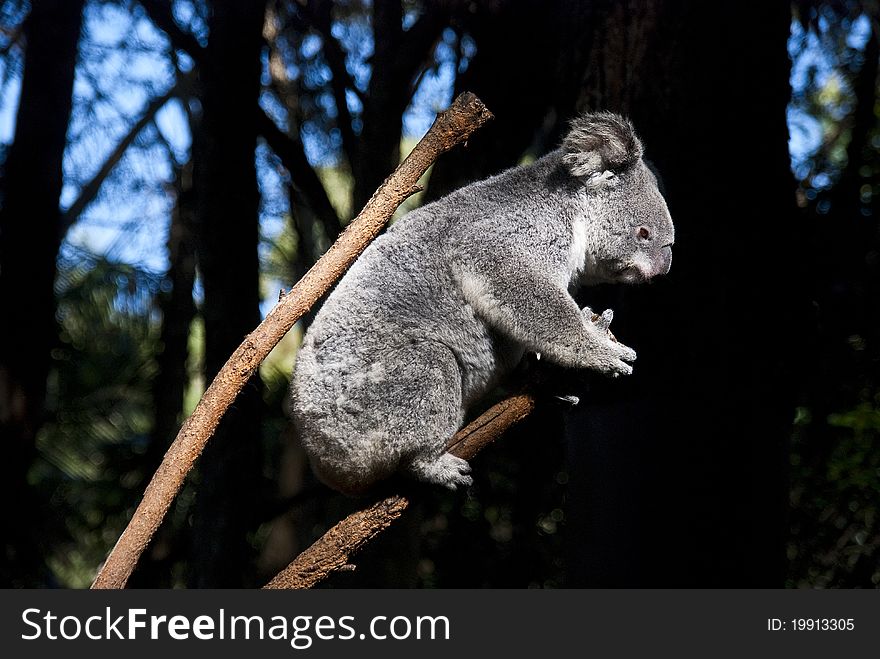 Koala Bear.