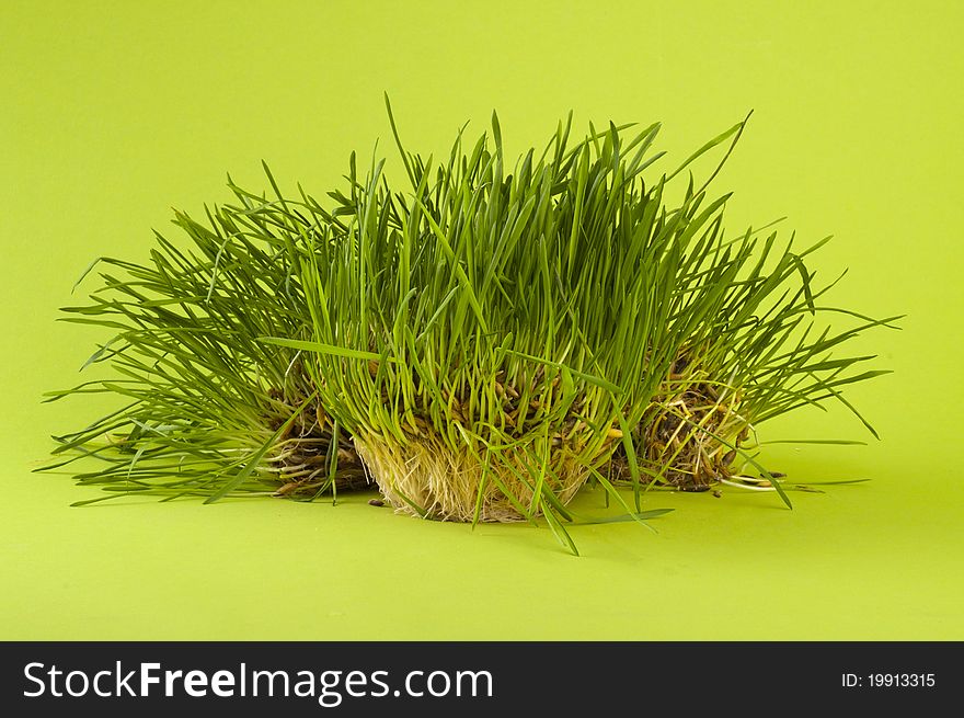 Green wheat ower green background