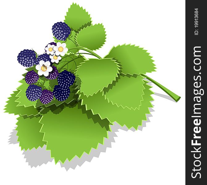 Illustration, big hand of ripe blackberry and flower