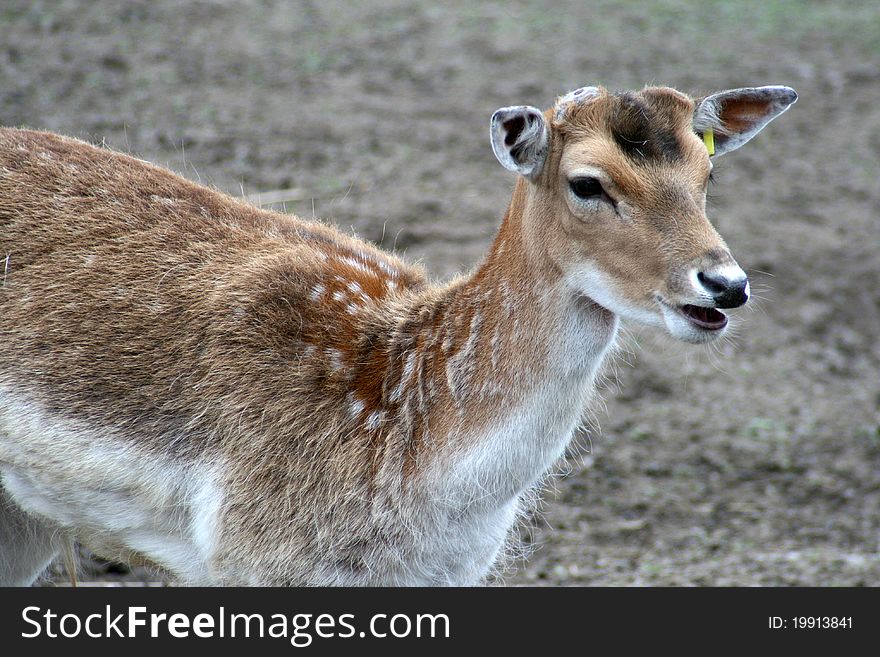 Fallow deer on a ground