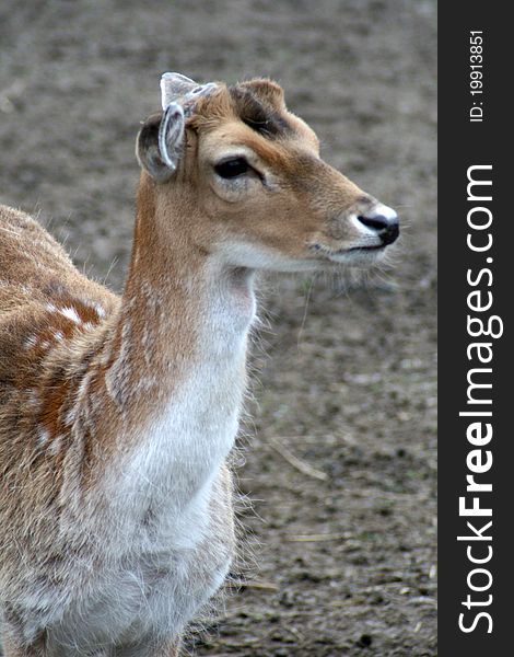 Fallow deer on a ground