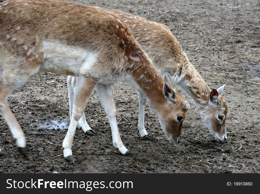 Fallow deer on a ground