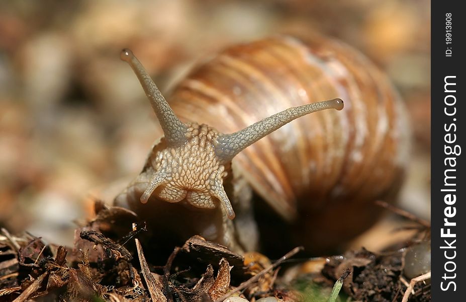 Beautiful brown snail looking on dirt
