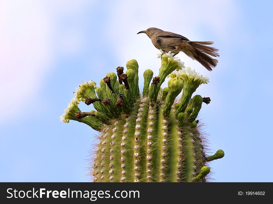 Single Bird On Cactus