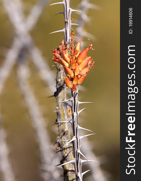 Fouquieria splendens wild flowers in Sonoran desert Arizona