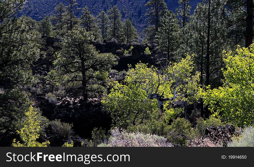 Black lava soil and fresh tree growth at sunset crater. Black lava soil and fresh tree growth at sunset crater