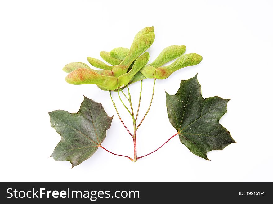 Yound maple leafes and seeds isolated on white background