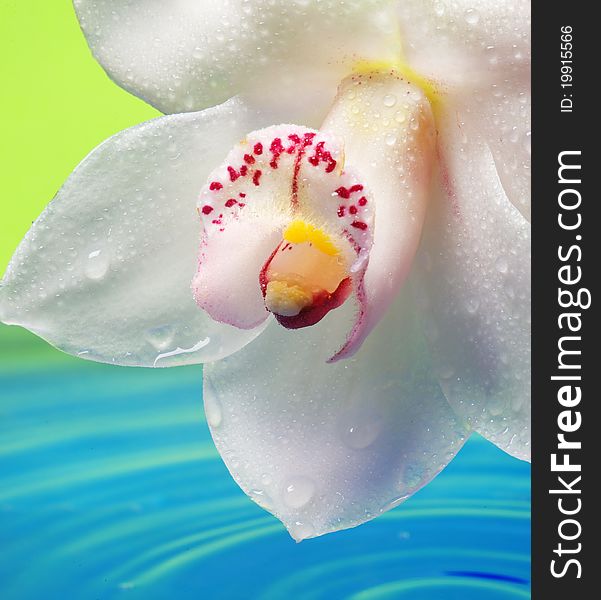 Beautiful orchid flower reflected in rendered water. Beautiful orchid flower reflected in rendered water