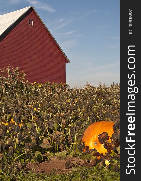 Pumpkin patch with giant pumpkin in Nova Scotia