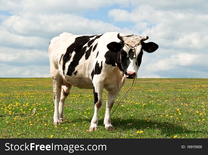 Cow on a summer pasture on the field. Cow on a summer pasture on the field