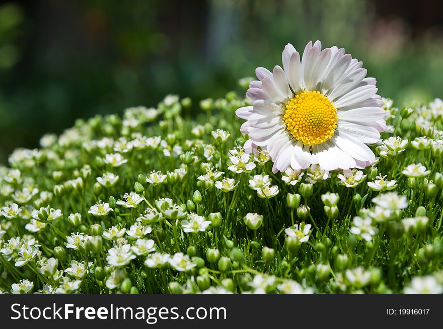 Chamomile on a green grass on background