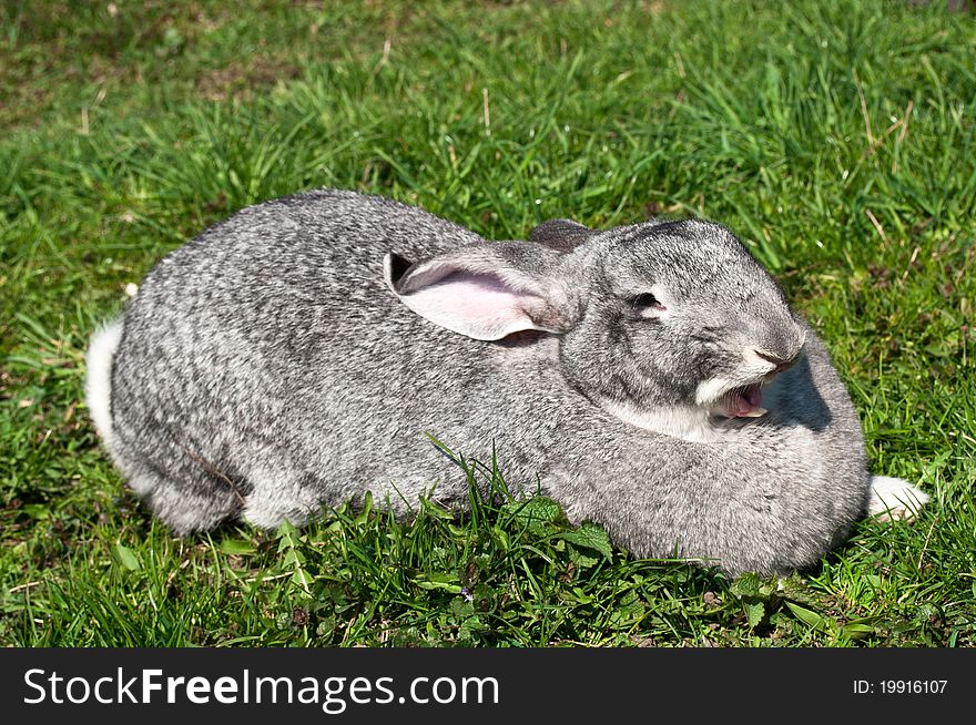 A cute funny rabbit on a green grass. A cute funny rabbit on a green grass