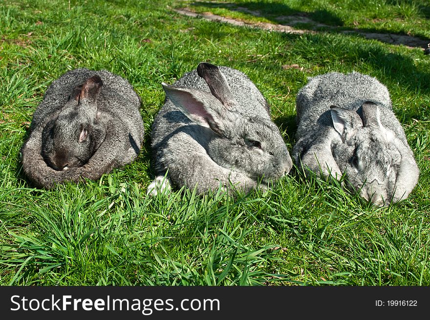 Three big rabbits on a green grass