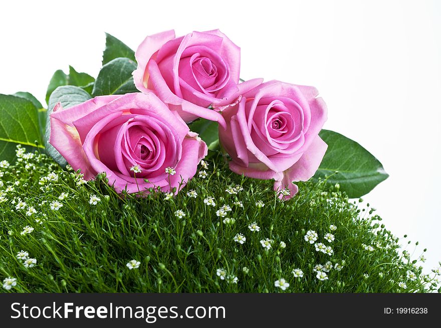 Pink roses on green grass isolated on a white background