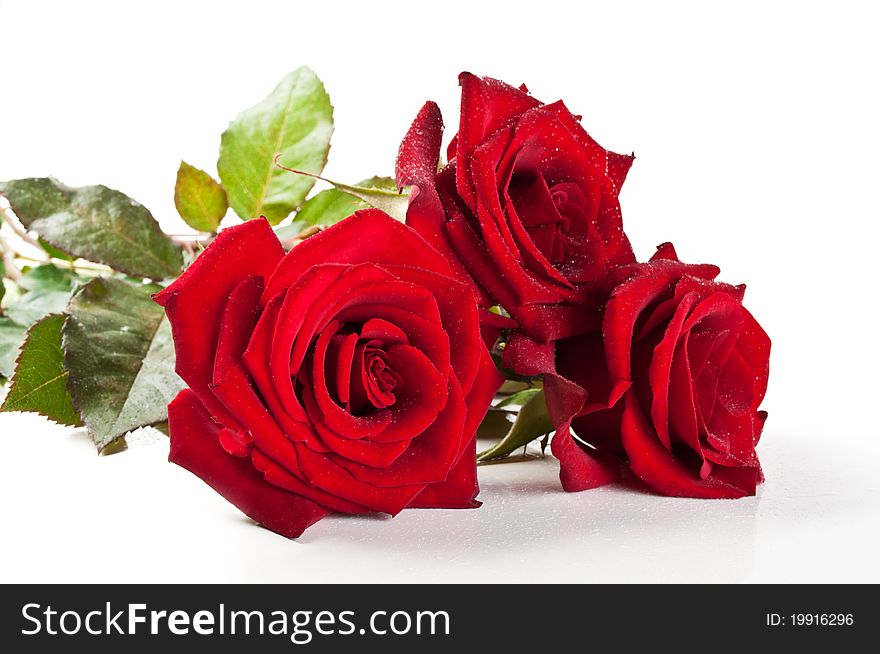 Red roses isolated on a white background