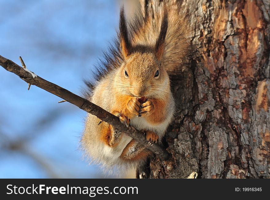 The squirrel sits on a tree. The squirrel sits on a tree.