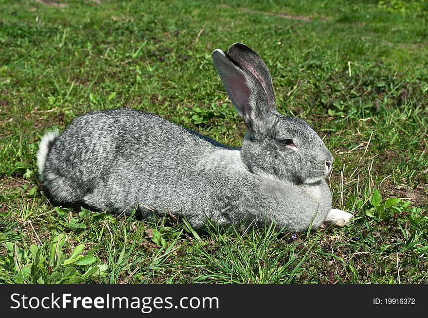 Big mammal rabbit on a green grass