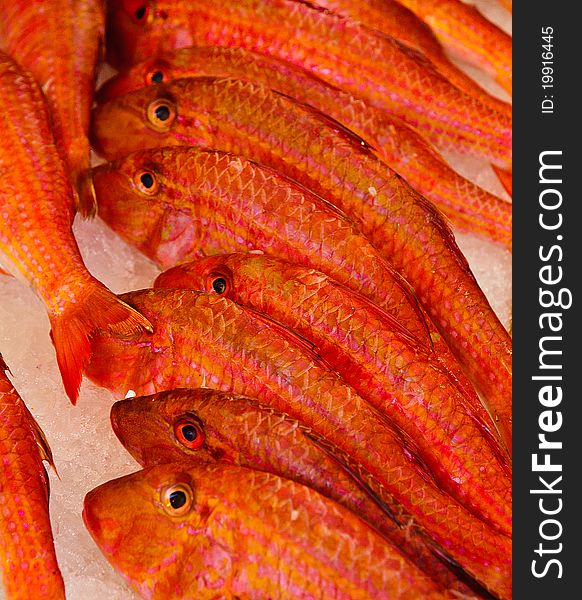 Red Mullet fish