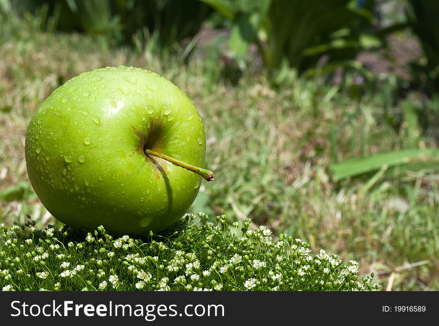 Fresh apple on a green grass background