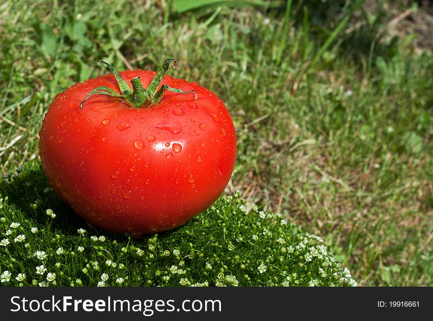 Fresh tomato on a green grass background