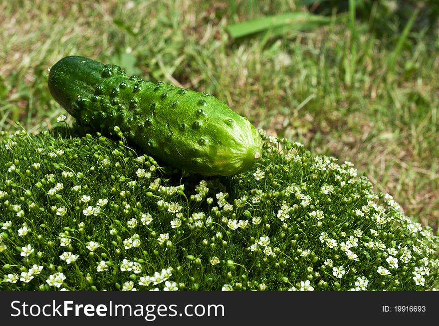 Fresh cucumber on a green grass background