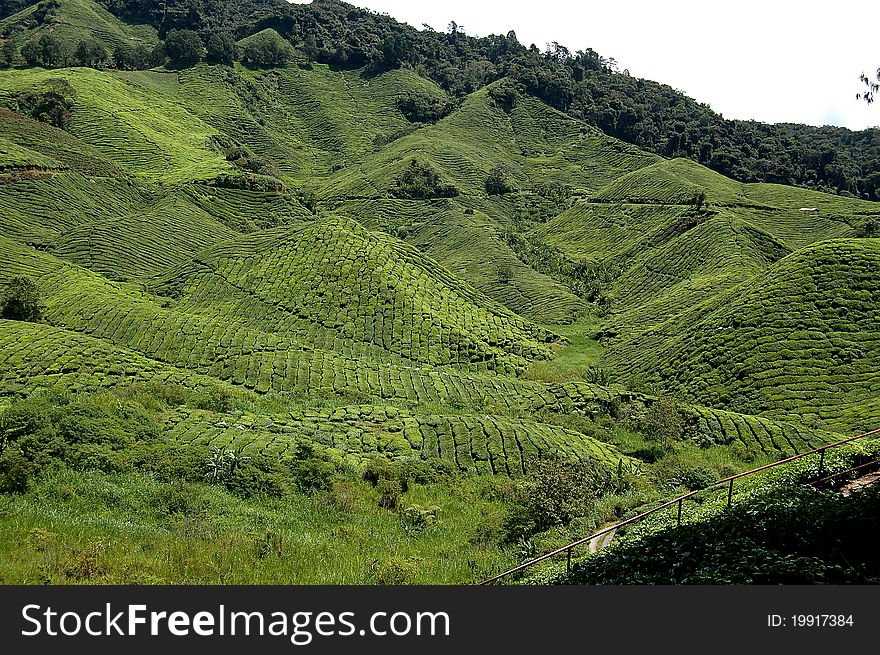 Ali Mountain's mountain tea garden