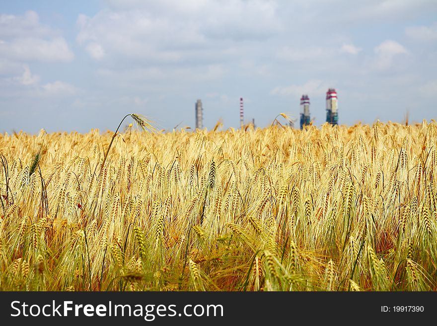 Yellow wheat field on background of blue sky