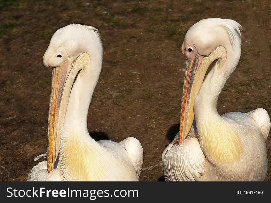 Two pelicans (Pelecanus onocrotalus) against a natural background