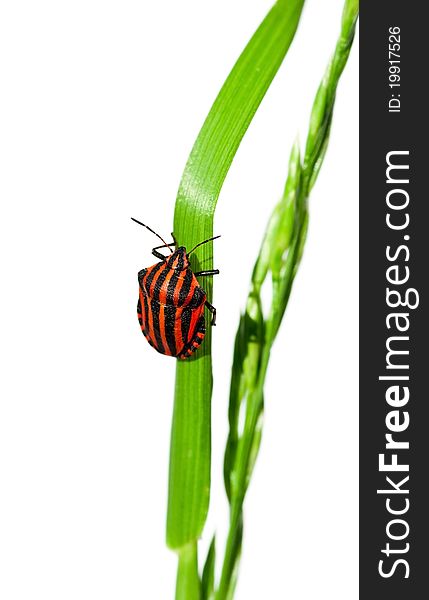 Striped Shield Bug (Graphosoma lineatum) on a blade of grass