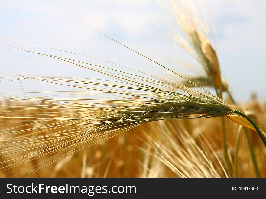 Yellow wheat field on background of blue sky