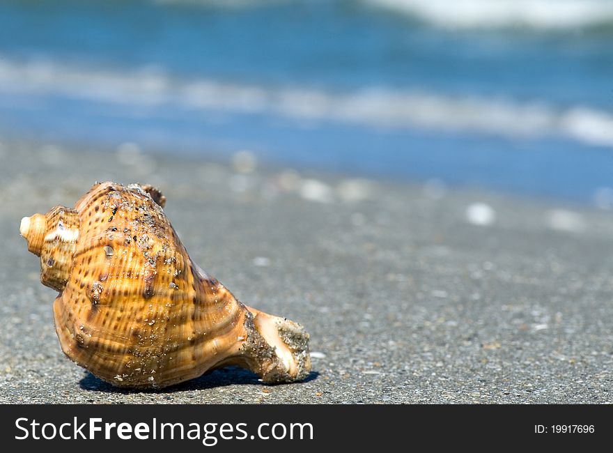 Shell in the sand at the beach