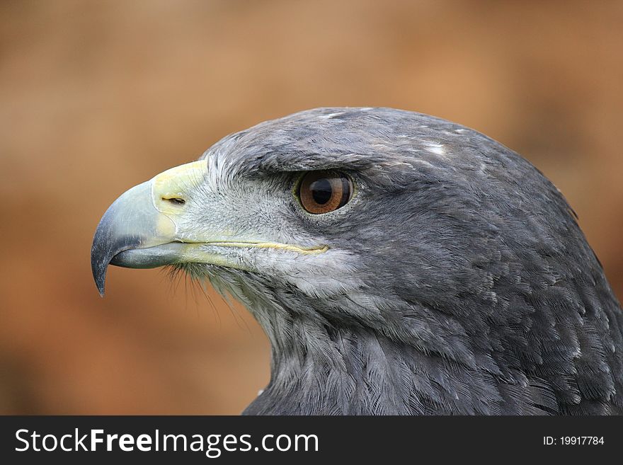 Closeup of the head of a captive gray eagle. Closeup of the head of a captive gray eagle