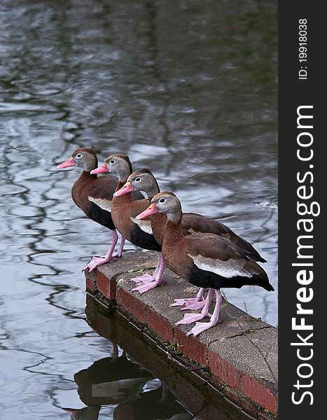 Four Black-bellied Whistling Ducks standing on a brick piling