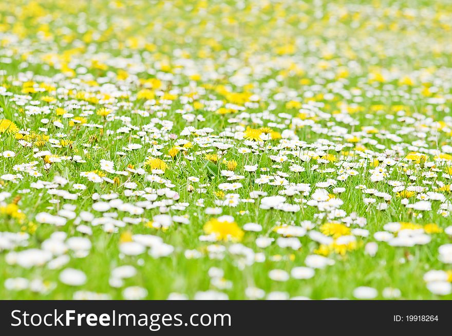 Yellow dandelion field close up