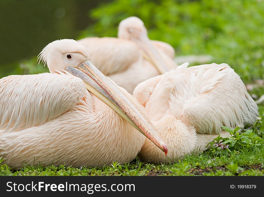 Resting pelicans on lake shore