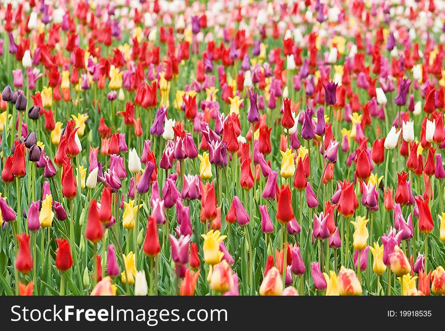 Red tulip field close up