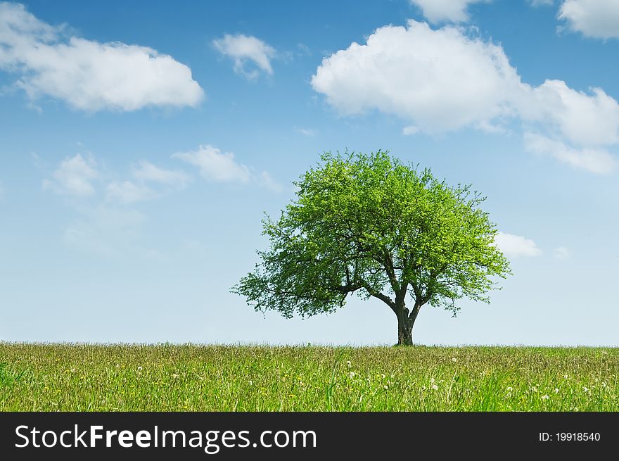 Green tree and cloudy sky