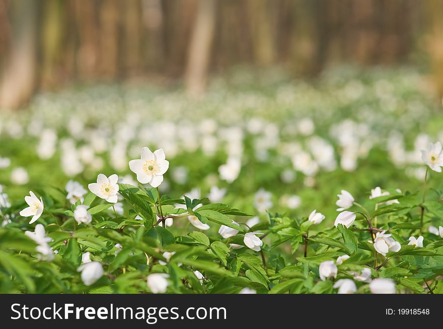 White flowers on summer forest