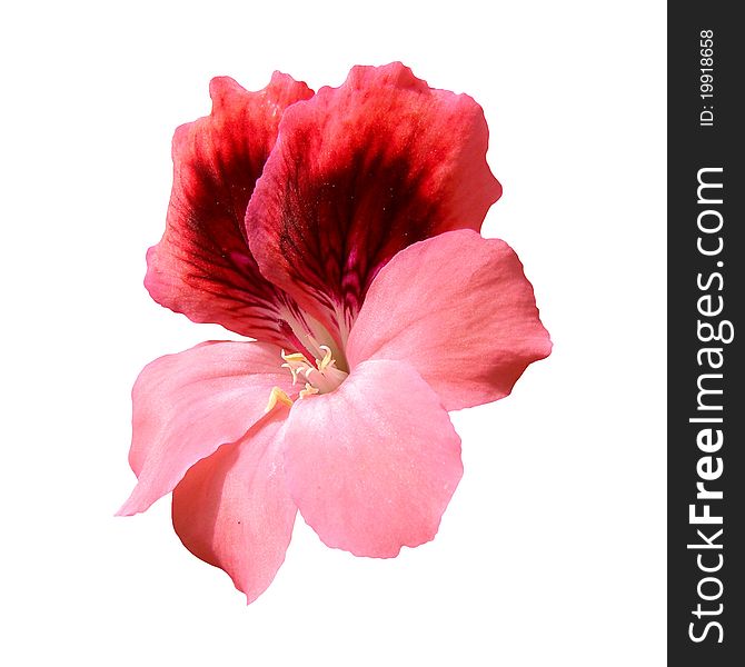 Pink flower isolated on white