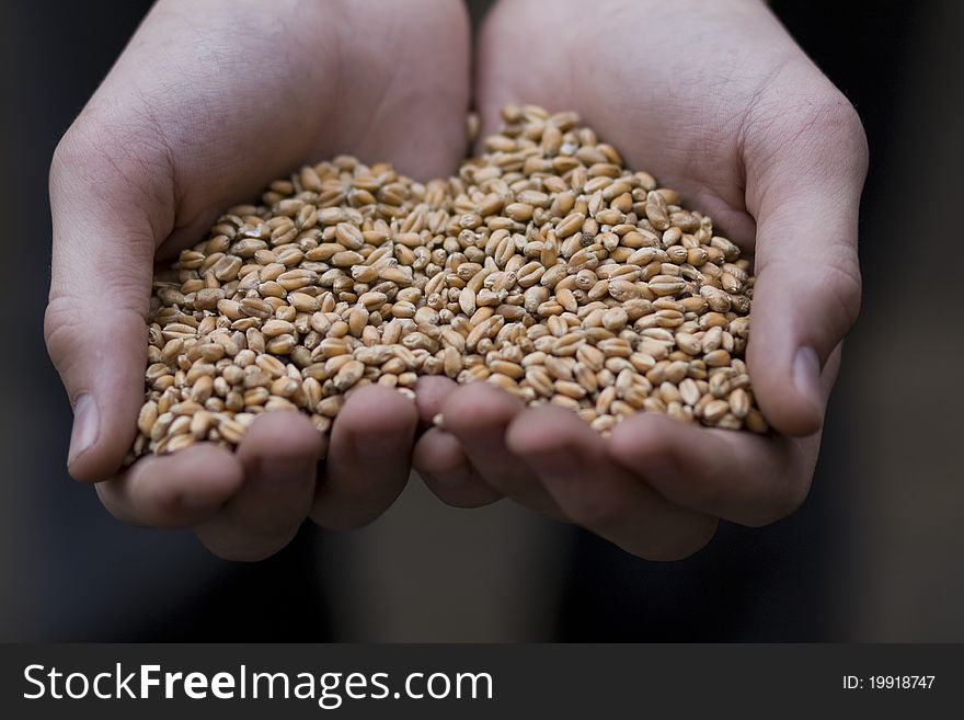 Human hands holding wheat cereal
