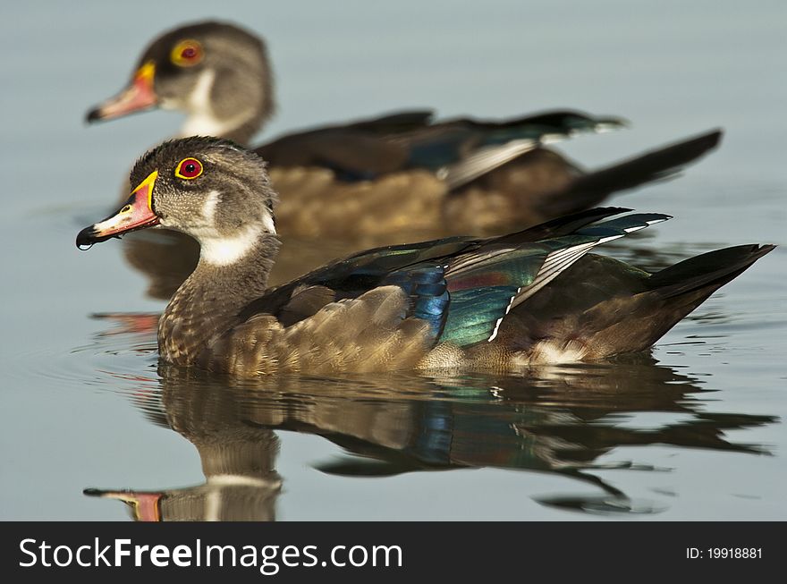 Two male wood ducks in eclipse plumage. Two male wood ducks in eclipse plumage