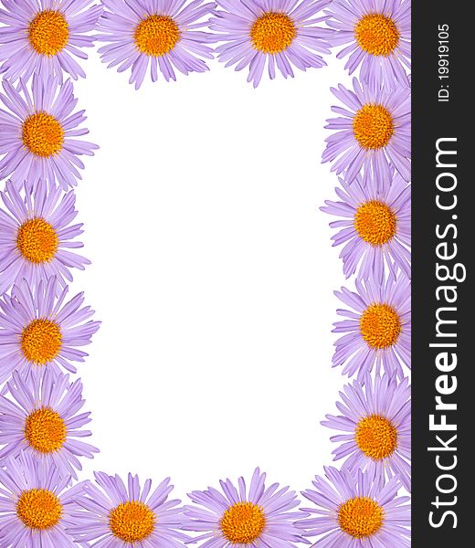 Purple daisy on a background